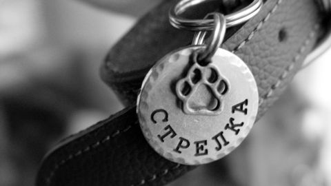 Лазерне гравіювання медальйонів і жетонів для тварин, адресників для собак та кішок у Львові